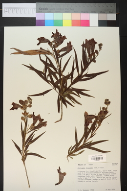 Chilopsis linearis image