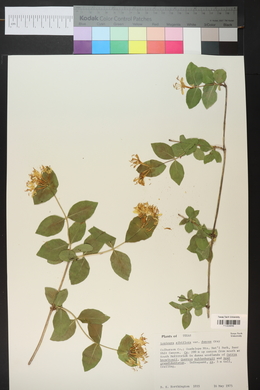 Lonicera albiflora image