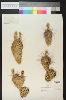 Opuntia polyacantha image