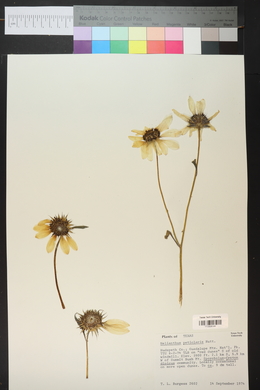 Helianthus petiolaris image