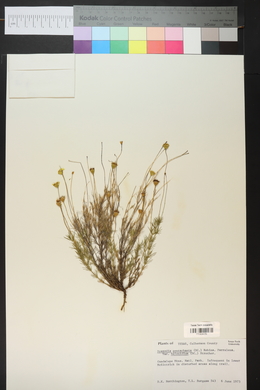 Thymophylla pentachaeta var. belenidium image