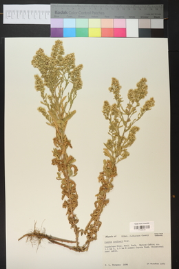 Laennecia coulteri image