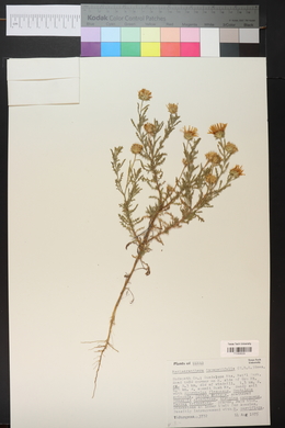 Machaeranthera tanacetifolia image