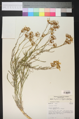 Senecio flaccidus var. flaccidus image