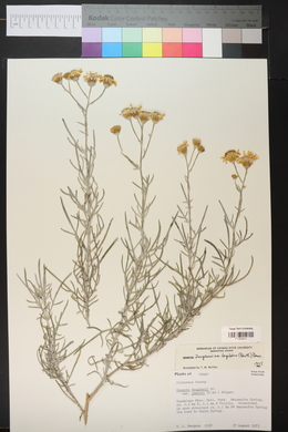 Senecio flaccidus image