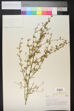 Stephanomeria tenuifolia image