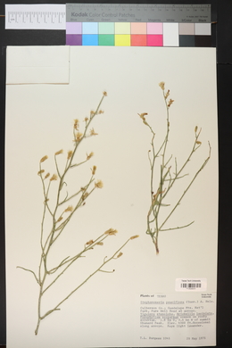 Stephanomeria pauciflora image