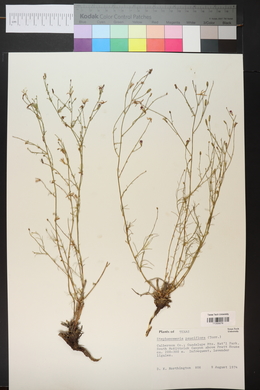 Stephanomeria pauciflora image