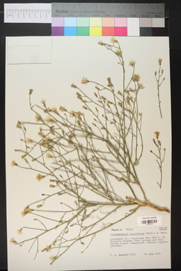 Stephanomeria pauciflora image