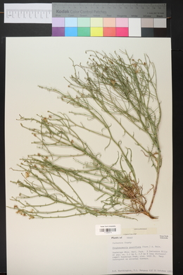 Stephanomeria pauciflora image