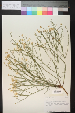 Stephanomeria pauciflora image