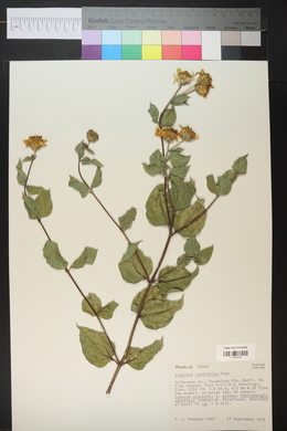 Aldama cordifolia image