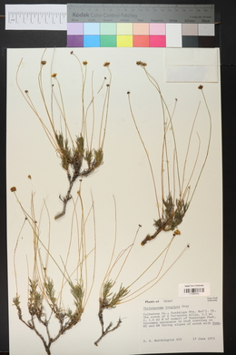 Thelesperma longipes image