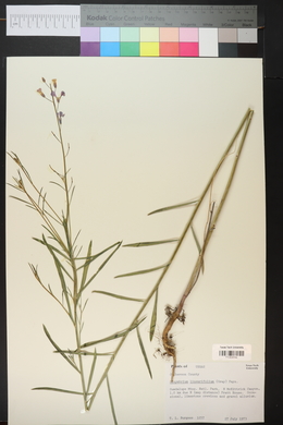 Schoenocrambe linearifolia image