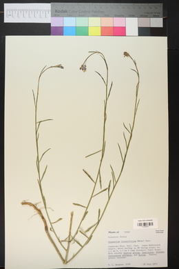 Schoenocrambe linearifolia image