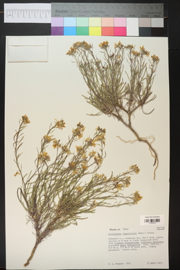 Nerisyrenia linearifolia image