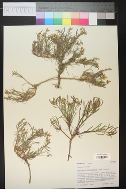 Nerisyrenia linearifolia image