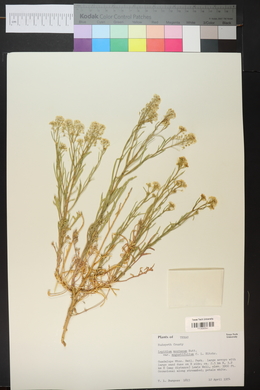 Lepidium alyssoides var. angustifolium image