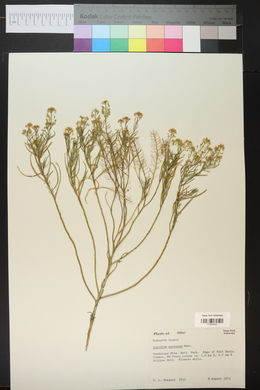 Lepidium montanum image