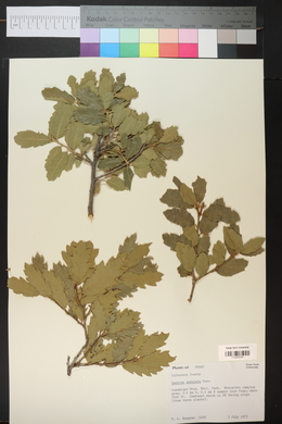 Quercus X pauciloba image