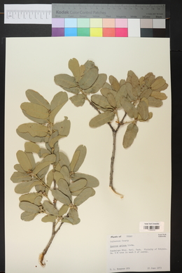 Quercus grisea image