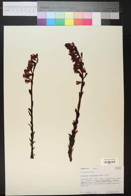 Hypopitys monotropa image