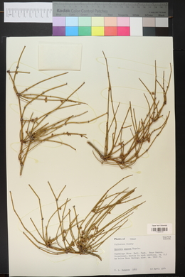 Ephedra aspera image