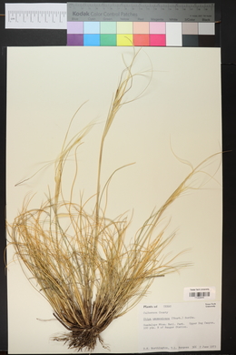 Hesperostipa neomexicana image