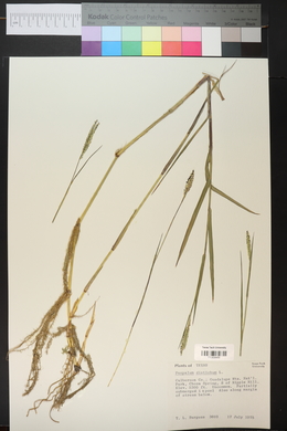 Paspalum distichum image