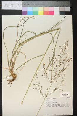 Zuloagaea bulbosa image