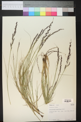 Muhlenbergia pauciflora image