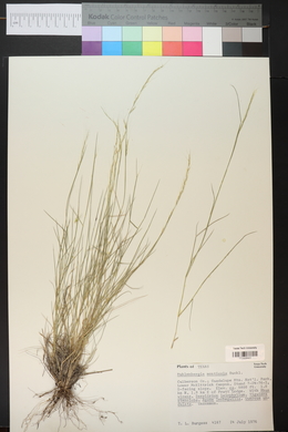 Muhlenbergia tenuifolia image