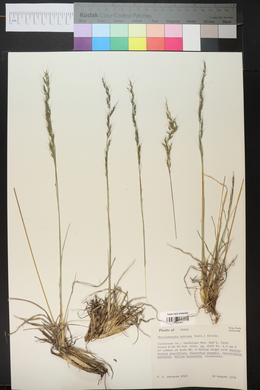 Muhlenbergia montana image