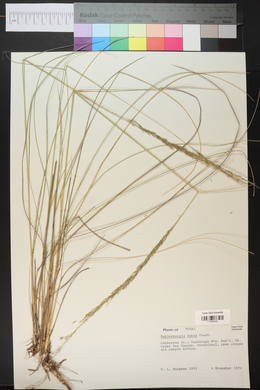 Muhlenbergia dubia image