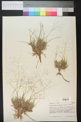 Muhlenbergia arenacea image