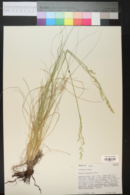 Festuca arizonica image