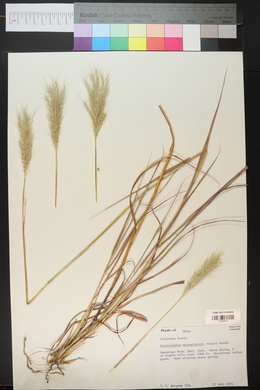 Bothriochloa springfieldii image