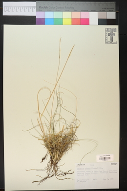 Aristida purpurea var. nealleyi image