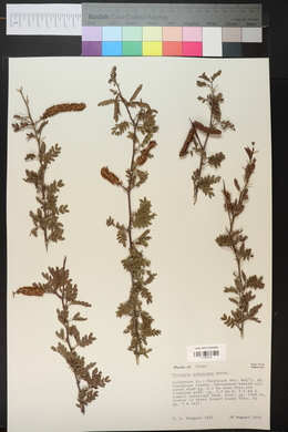 Prosopis pubescens image