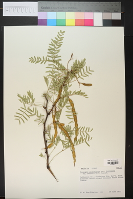 Prosopis glandulosa image