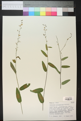 Desmodium psilophyllum image