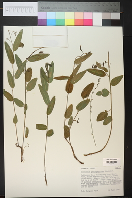 Desmodium psilophyllum image