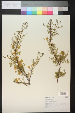 Acacia constricta image