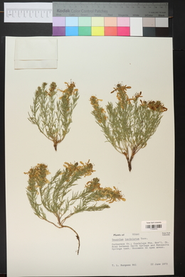 Teucrium laciniatum image