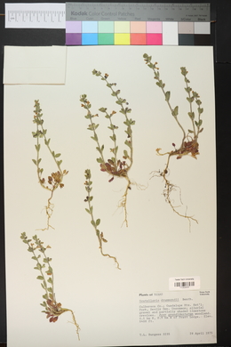 Scutellaria drummondii image