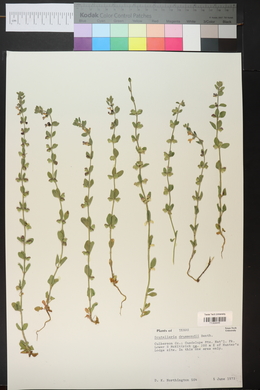 Scutellaria drummondii image