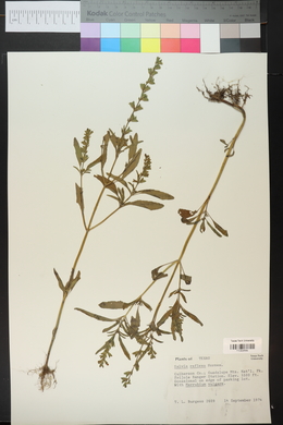 Salvia reflexa image