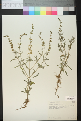 Salvia reflexa image