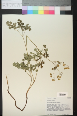 Thalictrum fendleri image