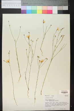 Linum rigidum image